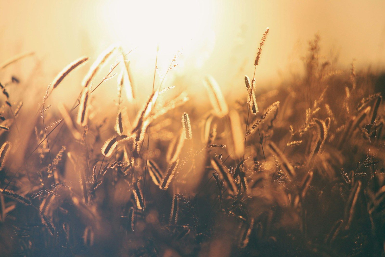 brown and black grass photo